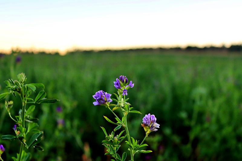 Purple alfalfa blossoms against a green field