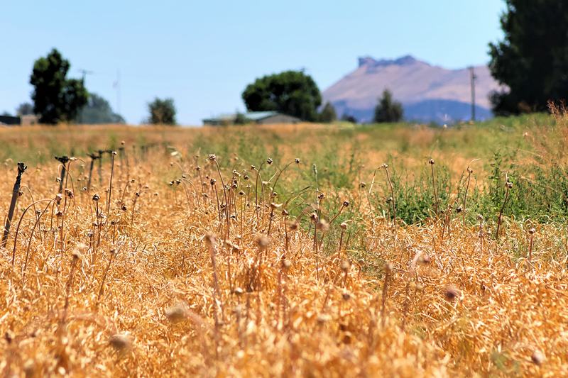 A field of garlic drying before harvest, with a butte behind