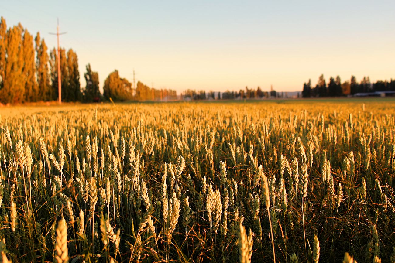 Ripening grain at sunset with a line of trees on the horizon