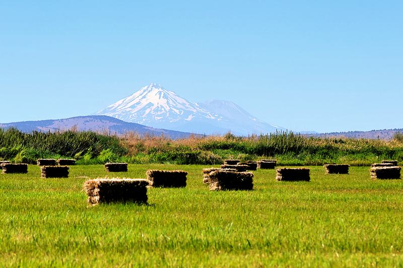 Hay bales in a green field with a snow-capped mountain rising behind