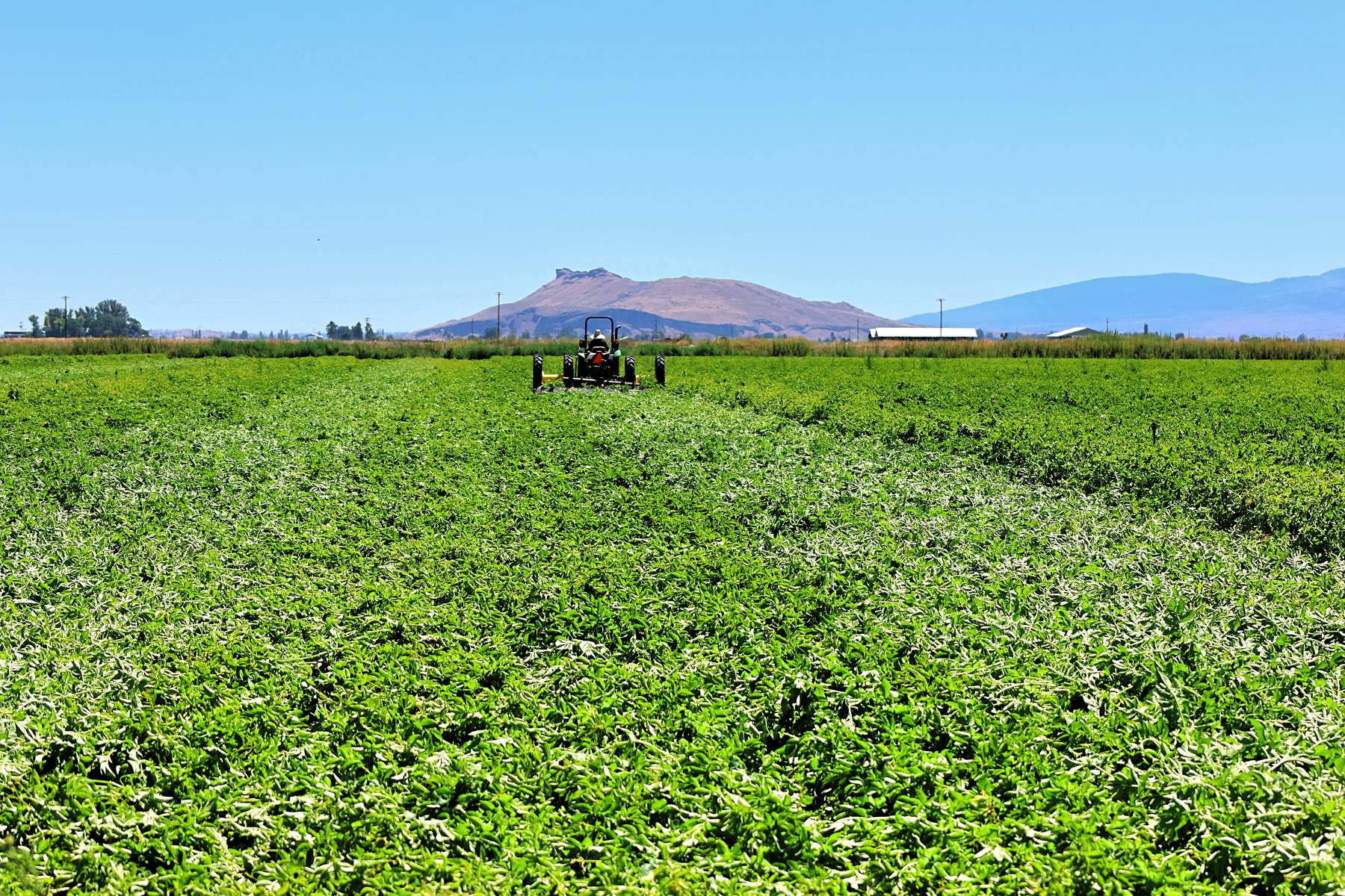 A tractor working a green potato field below a snow-capped mountain