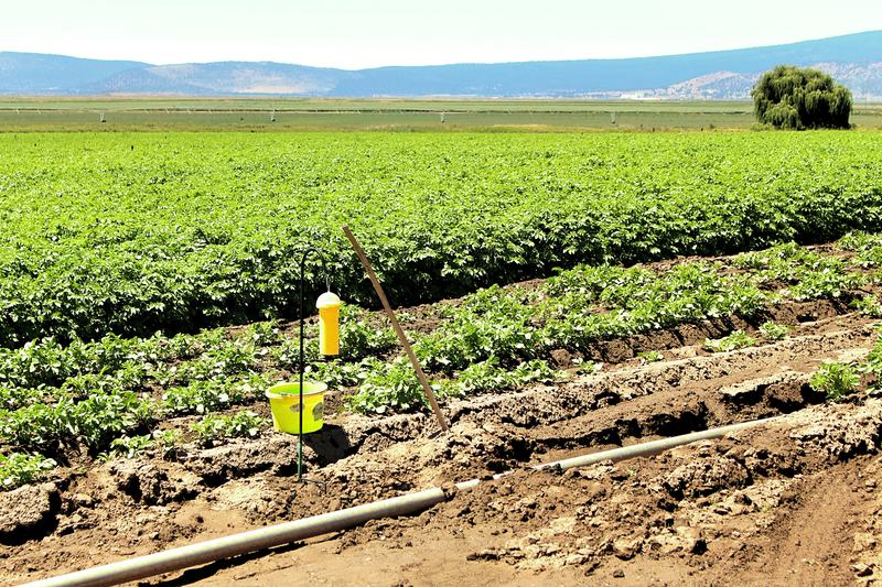 A monitoring station standing in a row of potato plants