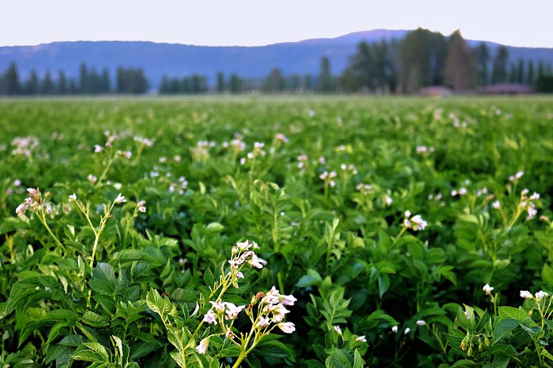 Potato plants in bloom with mountains in the distance