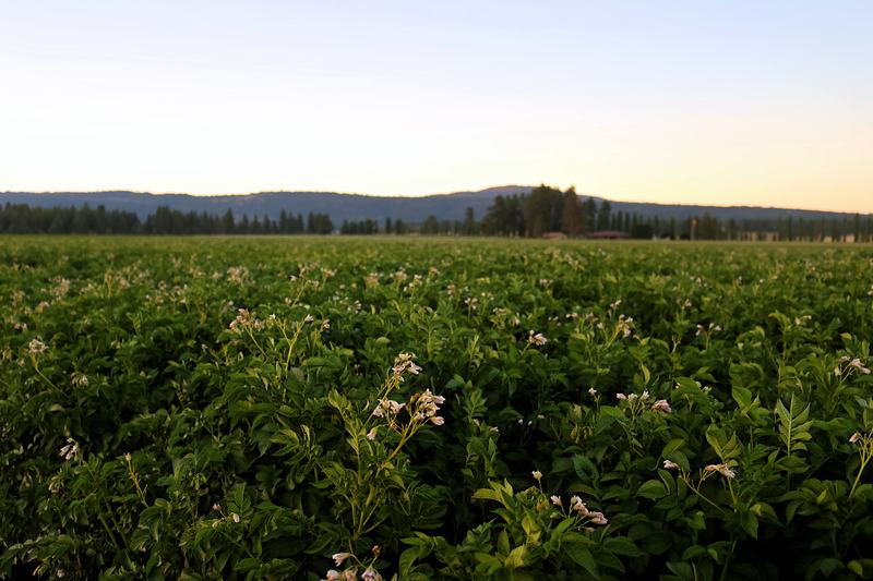 A potato field in bloom at sunset
