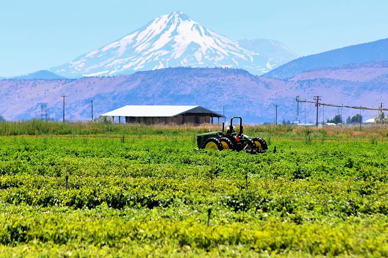 A tractor working rolling rows of potatoes